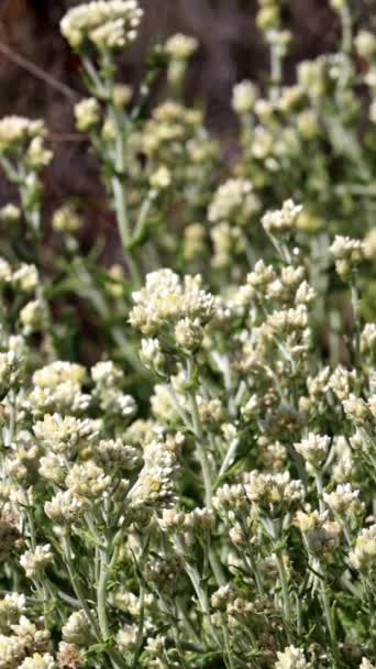 圣莫妮卡山脉冬季野兔双色烟草 一种多年生多年生草本植物 在冬季表现出总状花序花序 — 图库视频影像