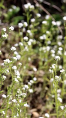 Orta seviye Clearwater Catseye, Cryptantha Intermedia Variety Intermedia, Santa Monica Dağları 'nda ilkbahar aylarında ölümcül akrep simozu salgılayan mistik yerli tek merkezli bir bitki..