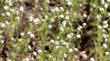 Orta seviye Clearwater Catseye, Cryptantha Intermedia Variety Intermedia, Santa Monica Dağları 'nda ilkbahar aylarında ölümcül akrep simozu salgılayan mistik yerli tek merkezli bir bitki..