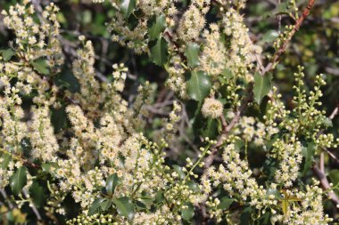 Chaparral Hollyleaf Cherry, Prunus Ilicifolia Alttürü Ilicifolia, Santa Monica Dağları 'nda ilkbaharda eksenel yarış enstrümanlarını sergileyen görkemli, tek yıllı ağaç çalısı..