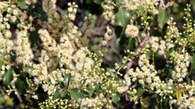 Chaparral Hollyleaf Cherry, Prunus Ilicifolia Alttürü Ilicifolia, Santa Monica Dağları 'nda ilkbaharda eksenel yarış enstrümanlarını sergileyen görkemli, tek yıllı ağaç çalısı..