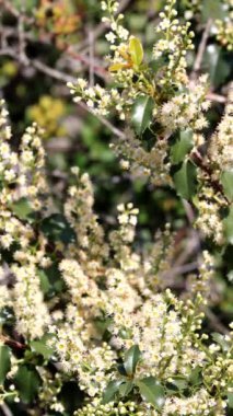 Chaparral Hollyleaf Cherry, Prunus Ilicifolia Alttürü Ilicifolia, Santa Monica Dağları 'nda ilkbaharda eksenel yarış enstrümanlarını sergileyen görkemli, tek yıllı ağaç çalısı..