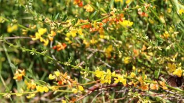 Longwing Deerplant, Acmispon Glaber Variety Glaber, Santa Monica Dağları 'ndaki ilkbahar aylarında aksiller racemose umbel inflorescences sergileyen takdire şayan tek yıllık yerli bir çalılık..
