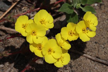 Southern Beach Suncup, Camissoniopsis Cheiranthifolia Subspecies Suffruticosa, Los Angeles Coastal İlçesi 'nde ilkbaharda aksiller hipodromunda yükselme gösteren büyüleyici yerli tek yıllık alt çalı..