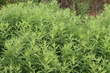 Douglas Mugwort, Artemisia Douglasiana, daha önceki bol yağmurlardan enerji alan bu yerli jimnastik bitkilerinin bir popülasyonu, Santa Monica Dağları 'nın sonlarında çok güçlü bir büyüme gösteriyor..