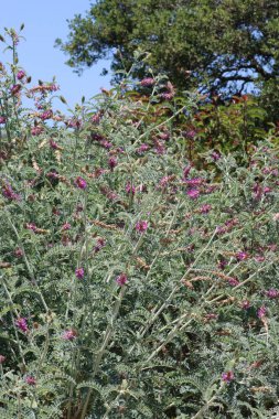 Braunton Milkvetch, Astragalus Brauntonii, bu yerel sinagog bitkilerinin sevimli bir popülasyonu, önceki yağmurlar tarafından güçlendirilmiş, Santa Monica Dağları 'nda verimli aksiller hipodrom infloresans.