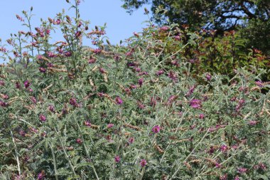 Braunton Milkvetch, Astragalus Brauntonii, bu yerel sinagog bitkilerinin sevimli bir popülasyonu, önceki yağmurlar tarafından güçlendirilmiş, Santa Monica Dağları 'nda verimli aksiller hipodrom infloresans.