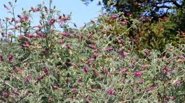 Braunton Milkvetch, Astragalus Brauntonii, bu yerel sinagog bitkilerinin sevimli bir popülasyonu, önceki yağmurlar tarafından güçlendirilmiş, Santa Monica Dağları 'nda verimli aksiller hipodrom infloresans.