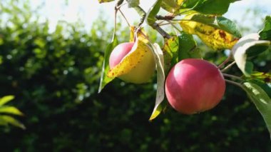 Yaz güneşinde ağaçta büyüyen parlak kırmızı russet elmaları.
