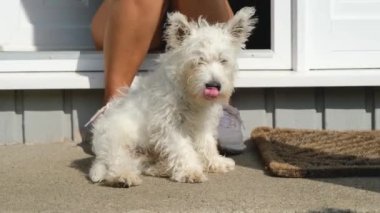 Yaz güneşinde sahibinin bacaklarının arasında oturan şirin bir Batı İskoçya teriyeri köpeği.