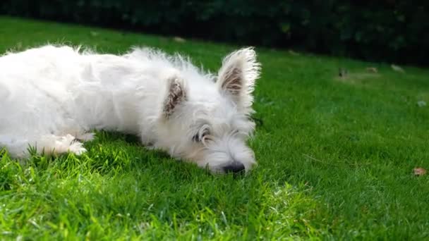Ένα Χαριτωμένο Κουτάβι West Highland Terrier Ξαπλωμένο Στο Γρασίδι Καλοκαίρι — Αρχείο Βίντεο