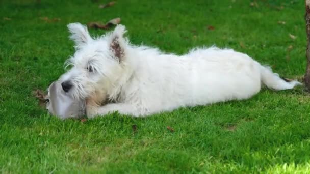 Cute West Highland Terrier Puppy Lying Grass Chewing Plastic Pot — Stock Video