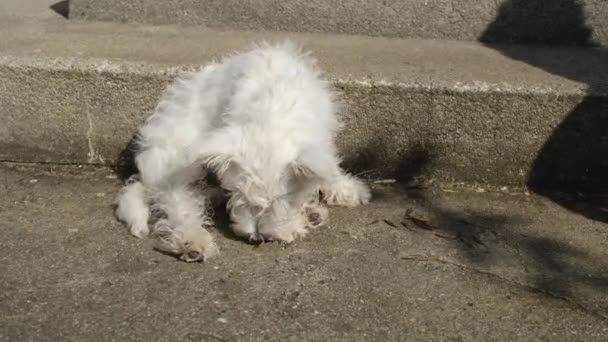 Een Schattige West Highland Terrier Puppy Zit Naast Zijn Eigenaar — Stockvideo