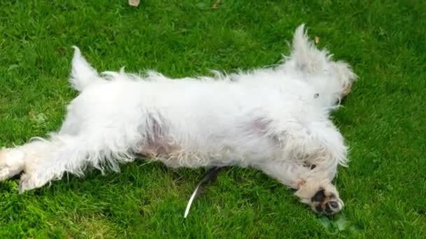 Een Schattige West Highland Terrier Puppy Rusteloos Liggend Het Gras — Stockvideo