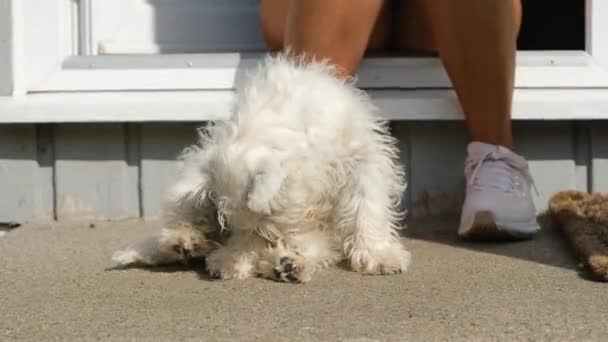 Cute West Highland Terrier Puppy Sitting His Owner Front Door — Stock Video