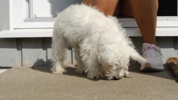Cute West Highland Terrier Puppy Fidgeting Its Owner — Stock Video