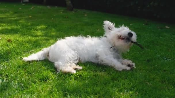 Cute West Highland Terrier Puppy Lying Grass Summer Chewing Birds — Stock Video