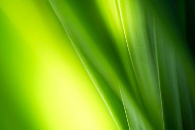 Doğanın güzel manzarası yeşillik üzerinde bulanık arkaplan, güneş ışığı ve fotokopi alanı. Doğal ekoloji yaz arkaplanı ve yeni duvar kağıdı konsepti için kullanılır..