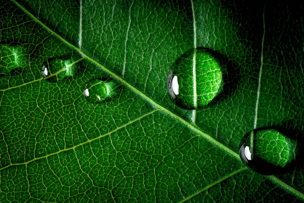 stock image Top view of Water droplet on green leaf after raining for morning fresh in nature concept.