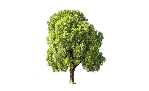 Isolado Árvore Solitária Fundo Branco Com Caminho Recorte — Fotografia de Stock