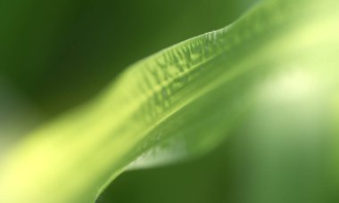 Doğanın güzel manzarası yeşillik üzerinde bulanık arkaplan, güneş ışığı ve fotokopi alanı. Doğal ekoloji yaz arkaplanı ve yeni duvar kağıdı konsepti için kullanılır..