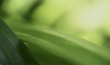 Doğanın güzel manzarası yeşillik üzerinde bulanık arkaplan, güneş ışığı ve fotokopi alanı. Doğal ekoloji yaz arkaplanı ve yeni duvar kağıdı konsepti için kullanılır..