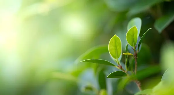 Closeup beautiful view of nature green leaf on greenery blurred background with sunlight and copy space. It is use for natural ecology summer background and fresh wallpaper concept.