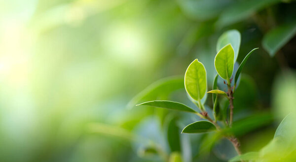 Closeup beautiful view of nature green leaf on greenery blurred background with sunlight and copy space. It is use for natural ecology summer background and fresh wallpaper concept.