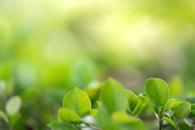 Doğanın güzel manzarası yeşillik üzerinde bulanık arkaplan, güneş ışığı ve fotokopi alanı. Doğal ekoloji yaz arkaplanı ve yeni duvar kağıdı konsepti için kullanılır..