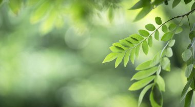 Doğanın güzel manzarası yeşillik üzerinde bulanık arkaplan, güneş ışığı ve fotokopi alanı. Doğal ekoloji yaz arkaplanı ve yeni duvar kağıdı konsepti için kullanılır..