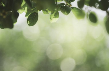 Doğanın güzel manzarası yeşillik üzerinde bulanık arkaplan, güneş ışığı ve fotokopi alanı. Doğal ekoloji yaz arkaplanı ve yeni duvar kağıdı konsepti için kullanılır..