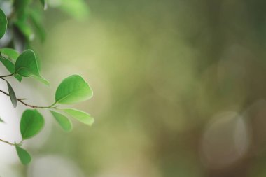 Doğanın güzel manzarası yeşillik üzerinde bulanık arkaplan, güneş ışığı ve fotokopi alanı. Doğal ekoloji yaz arkaplanı ve yeni duvar kağıdı konsepti için kullanılır..