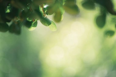 Taze yeşillik ve botanik arka plan konsepti için güneş ışığı ve kopya alanı olan yeşil yaprakların kapatılması.