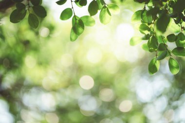 Taze yeşillik ve botanik arka plan konsepti için güneş ışığı ve kopya alanı olan yeşil yaprakların kapatılması.