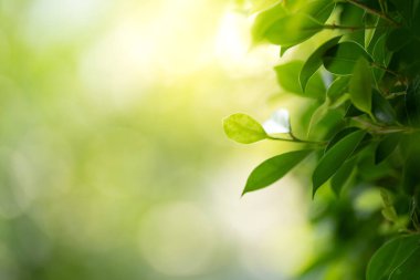 Taze yeşillik ve botanik arka plan konsepti için güneş ışığı ve kopya alanı olan yeşil yaprakların kapatılması.