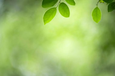 Taze yeşillik ve botanik arka plan konsepti için güneş ışığı ve kopya alanı olan yeşil yaprakların kapatılması.
