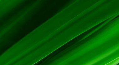 Koyu yeşil yapraklı, bahçesinde güneş ışığı olan ve doğal yeşil ve botanik arka planı için kapak sayfası çevre ekolojisi duvar kağıdı kavramını kullanan fotokopi alanı.