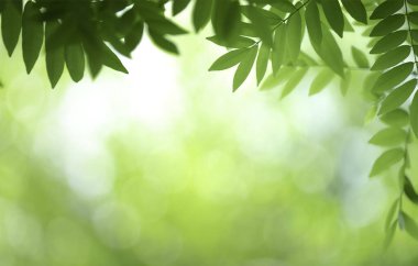 Taze yeşillik ve botanik arka plan konsepti için güneş ışığı ve kopya alanı olan yeşil yaprakların kapatılması.