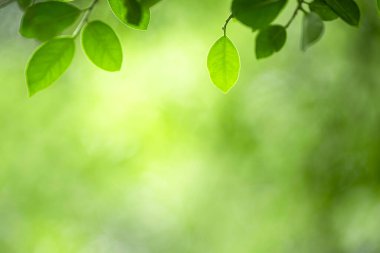 Taze yeşillik ve botanik arka plan konsepti için güneş ışığı ve kopya alanı olan yeşil yaprakların kapatılması.