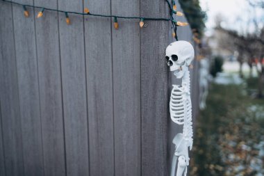 Bir insan iskeletinin oyuncak modeli ahşap bir çite asılır. Cadılar Bayramı dekoru. Şeker mi şaka mı? Boşluğu kopyala