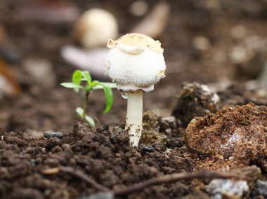 Bahçede büyüyen küçük bir mantarın detaylı fotoğrafı.