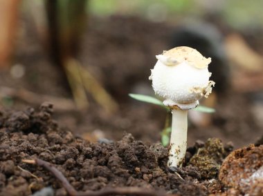 Bahçede büyüyen küçük bir mantarın detaylı fotoğrafı.