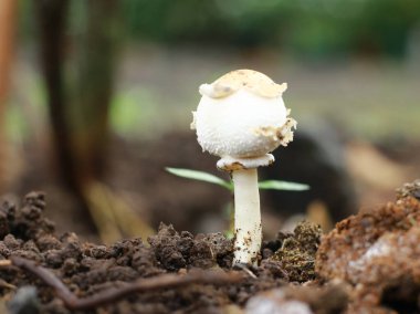 Bahçede büyüyen küçük bir mantarın detaylı fotoğrafı.