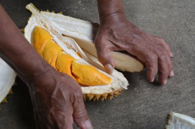 Olgun bir Durian meyvesine yakın çekim. Çok cazip..