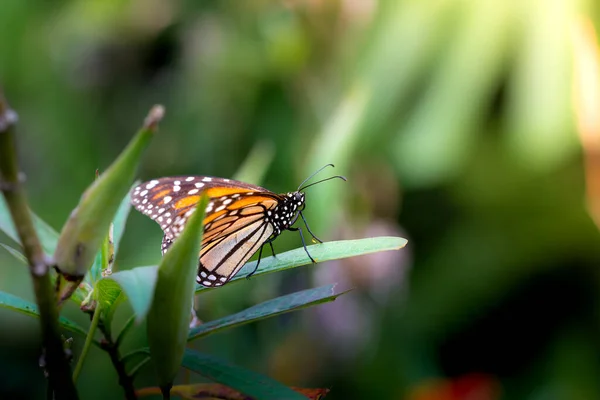 Mariposa Monarca Queda Una Planta Verde Jardín — Foto de Stock