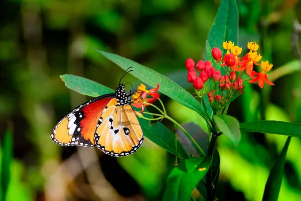 Πεταλούδα Monarch Μένει Ένα Πράσινο Φυτό Στον Κήπο Royalty Free Φωτογραφίες Αρχείου