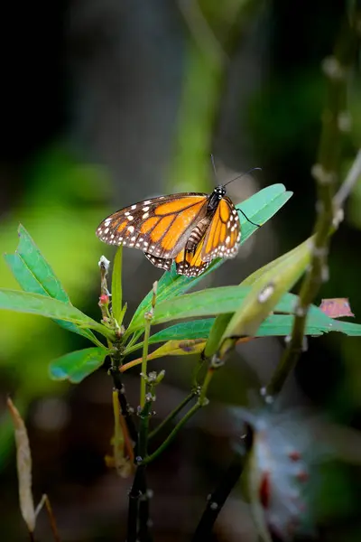 Монарх Метелик Перебуває Зеленій Рослині Саду Стокова Картинка