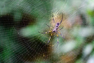 Doğada ve bahçede Nephila Spyder ve Ağ
