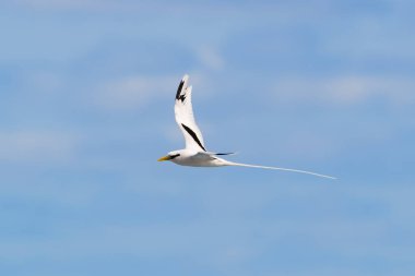 Paille-en-kuyruk ya da Phaeton kuşu doğal ortamda uçuyor, Reunion Adası