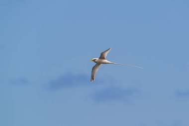 Paille-en-kuyruk ya da Phaeton kuşu mavi gökyüzü ve bulutlarla doğal ortamda uçuyor, Reunion Adası